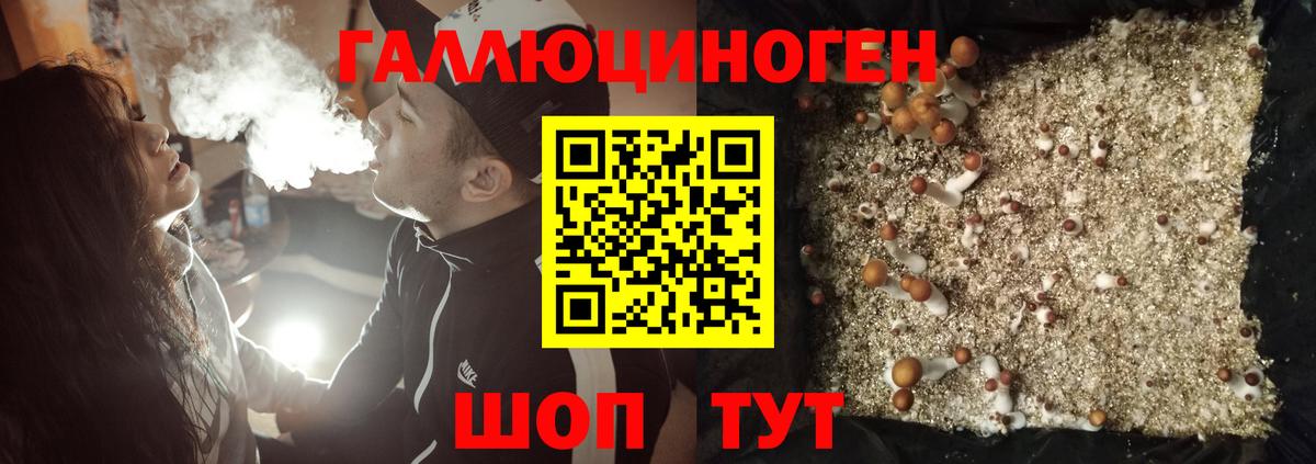 Арсеньев  Галлюциногенные грибы Psilocybine cubensis  Вход с VPN 